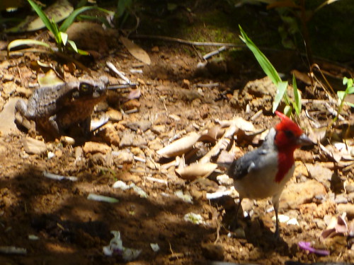 Cane Toad Stalking Red-crested Cardinal