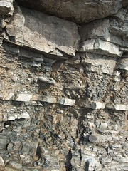 fossil in rock