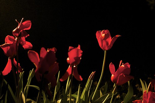 nighttime tulips