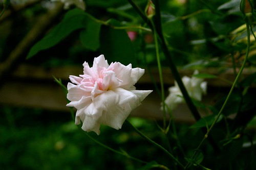 an orphan rose