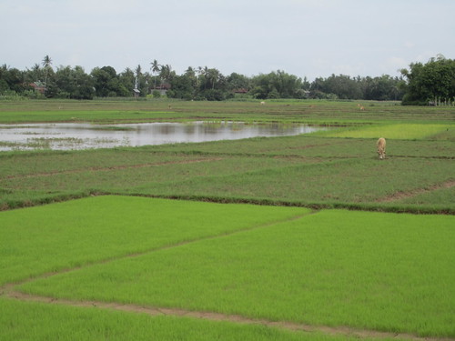 Rice paddies on Ko Treung