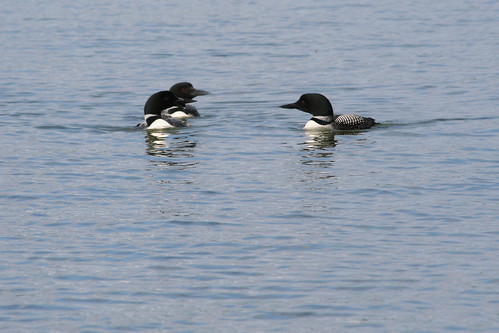 common loon facts. girlfriend Western Grebe middot; Common Loon common loon facts.