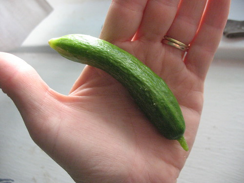 I couldn't resist picking the first baby cucumber!