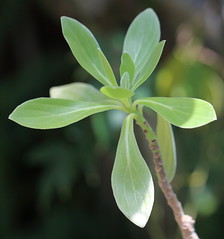 Velvet Soldierbush / Heliotropium foertherianu...