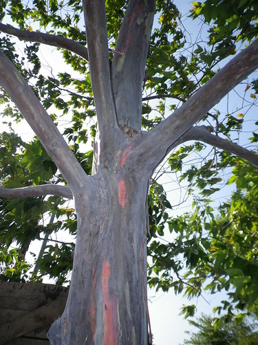 Rainbow Eucalyptus by Lisa's Random Photos