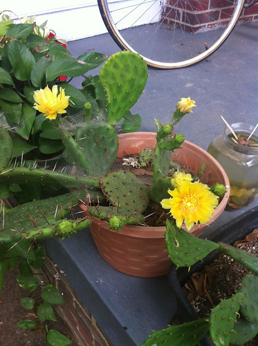 cactus flowers like woah