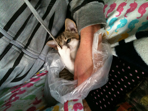Day 159 - Plastic Bag Cat by dragonsinger