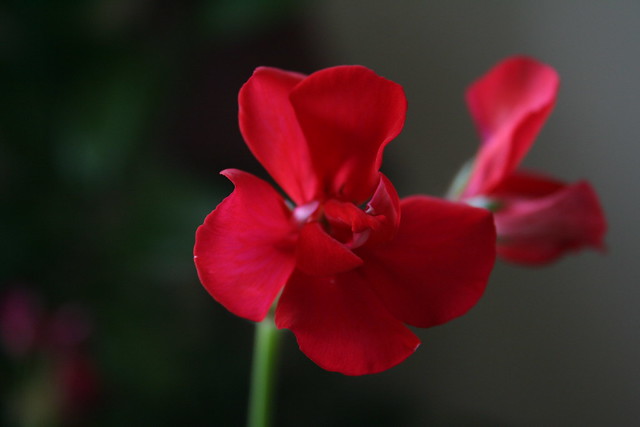 Red Geranium Bloom: Indoor Beauty