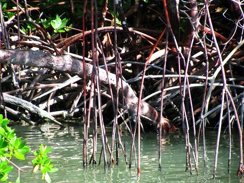 IMG_5717-Estero-Bay-mangrove-roots