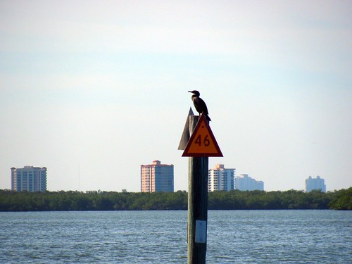 IMG_5674-Estero-Bay-cormorant