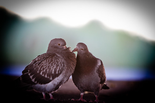Bird Love 43.365 #TeamPhotoBlog.jpg by dhgatsby