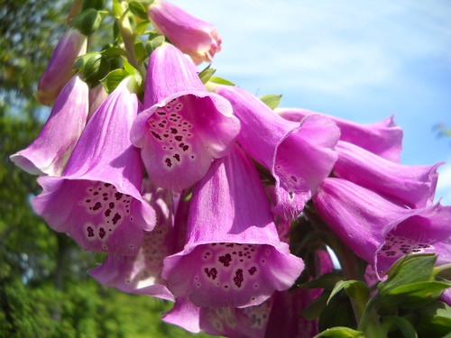 foxglove on the side