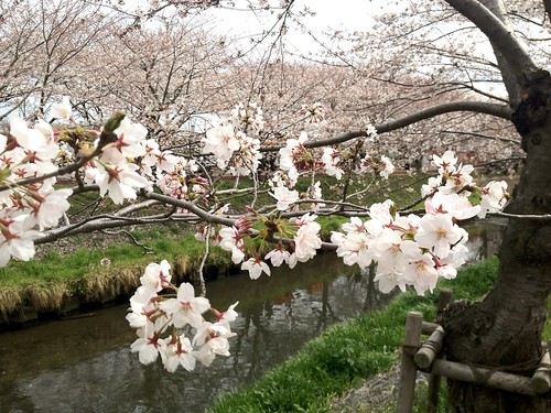 海老川ジョギングロードのサクラ Cherry Blossoms
