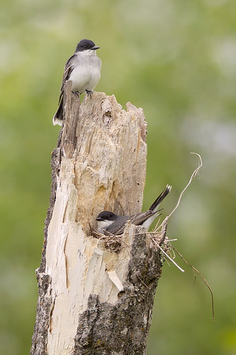 Nesting Eastern Kingbirds by Jeff Dyck
