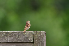 Sing Song Sparrow DSC_5351 by Mully410 * Images