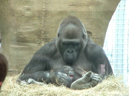 MOM ! I want to Play . by Sunshine Gorilla