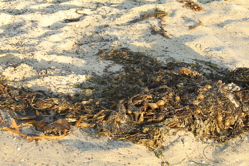 Kelp Flies