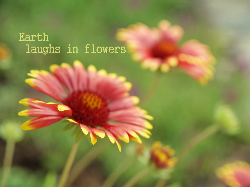 Earth laughs in flowers