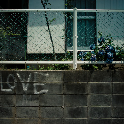 Love Wall Hydrangrea