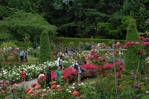 International Rose Test Garden, Portland, OR