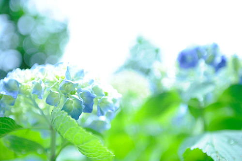 フリー写真素材|花・植物|紫陽花・アジサイ|