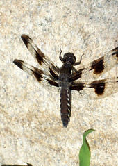 Dragonfly_63011d
