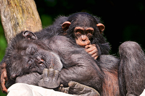 フリー写真素材|動物|哺乳類|ヒト科|チンパンジー|寝顔・寝ている|家族・親子（動物）|