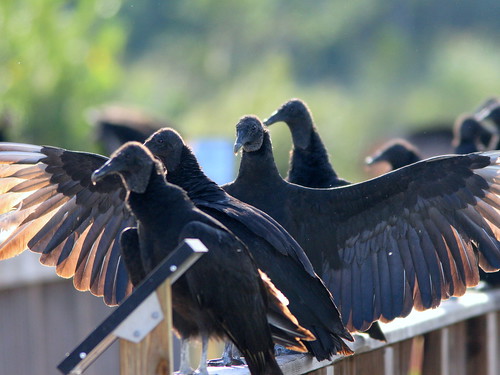 Black Vultures 20101129
