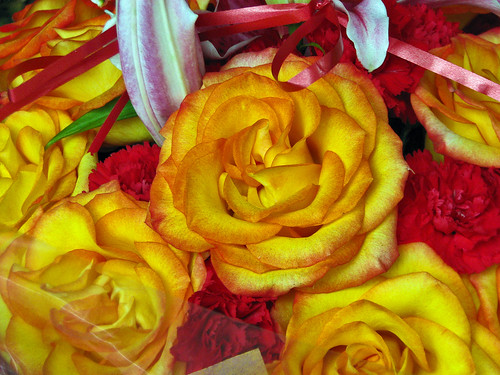 rosas de amor roses of love. Love amp; yellow roses.