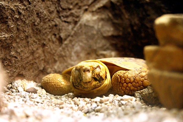 Sleeping Tortoise at the Wildlife World Zoo