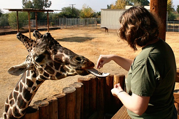 Me feeding a giraffe at the Wildlife World Zoo