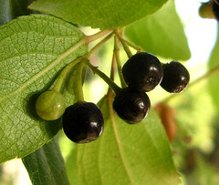 Maqui (Aristotelia chilensis) - fruits