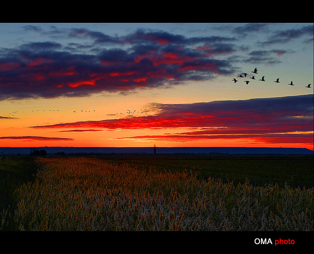 Geese in a red sunrise and frost. / Gansos en un amanecer rojo y de escarcha.