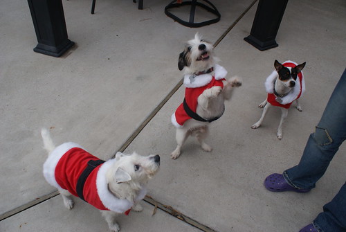 Christmas Terriers