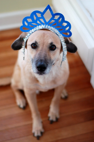 Happy new year from Daisy Dog.