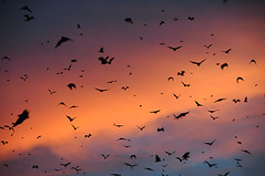 Kasanka Bats at Sunset 2