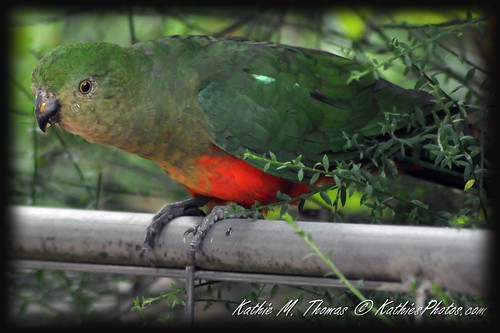 19-365 Australian King Parrot