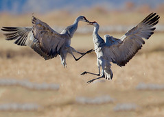 Courtship display of Sandhill Cranes