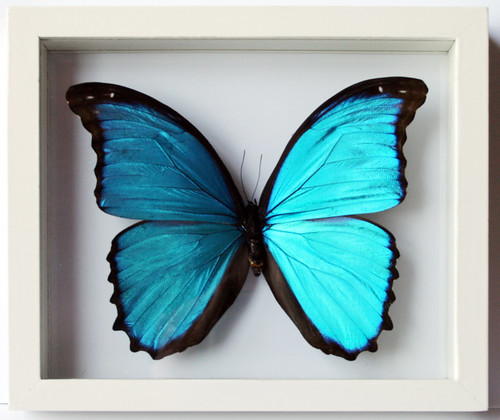 Blue Butterfly Morpho Didius Mounted in White Frame