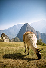 Inhabitant of Machu Picchu