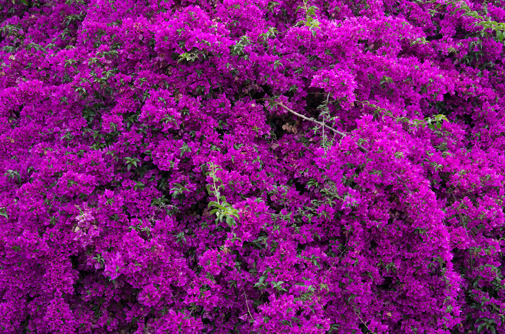 The Colour Purple - Bougainvillea