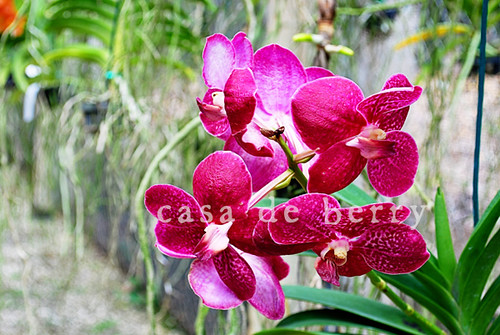 orchids4 copy
