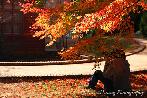 3_MG_3503-Autumn, Fall, Fushoushan Veterans Farm, Taiwan 福壽山農場-松廬-秋天-楓葉-楓樹-攝影人-遊客-庭園-台中縣-和平鄉