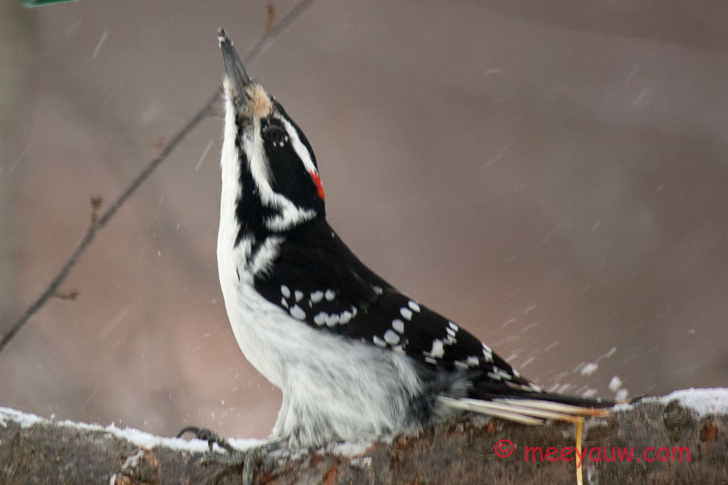 Woodpeckers    018.jpg