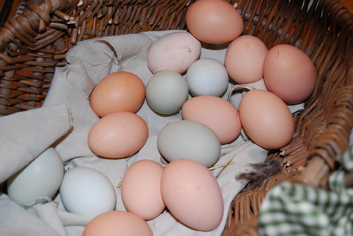Today's Eggs 