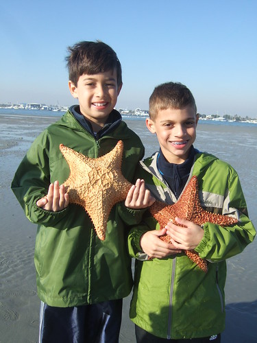 Ethan and AJ find starfish