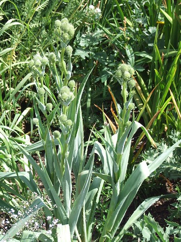 ERYNGIUM yuccifolium
