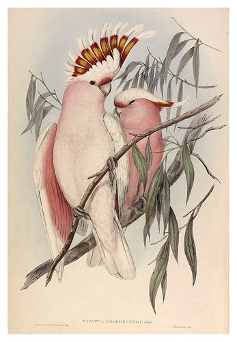 026- Cacatua Leadbeateri-The Birds of Australia  1848-John Gould- National Library of Australia Digital Collections