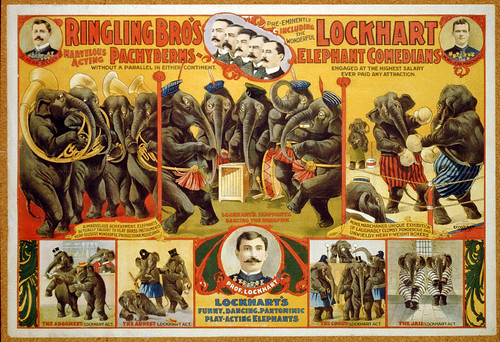 011-Ringling Bro's marvelous acting Pachyderms ... Lockhart elephant comedians ..1899-Library of Congress-