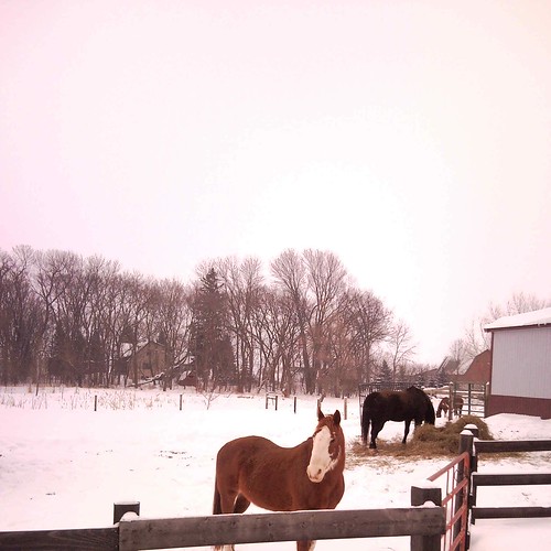 Winter ponies